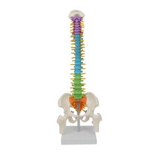 Modello di colonna vertebrale