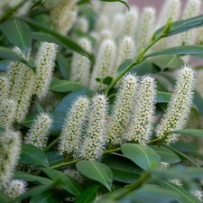 Lauroceraso Novita 1L - Foglie