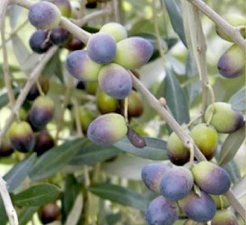 Albero olivo nolca - albero,