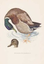 Germano Reale Anas Platyrhynchos Anatra Selvatica Stampa a Colori Di 1953