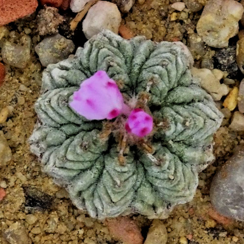 Cactus aztekium - cactus,
