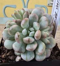 Echeveria red egg variegata - echeveria,
