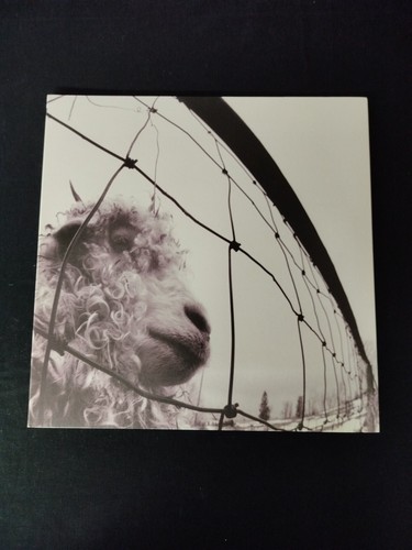 Pearl jam eu 2016 lp - eu,