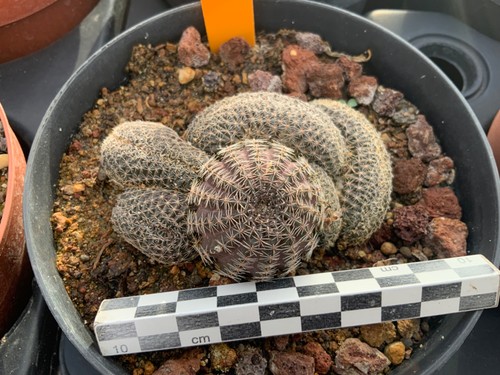 120 lobivia densispina - 120,