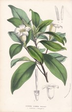 Gardenia Globosa Fiore