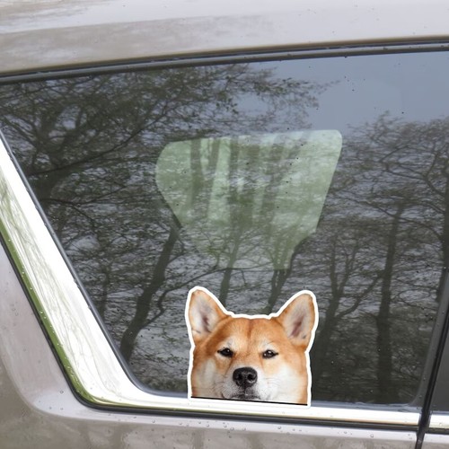 Adesivo auto peeking - auto,