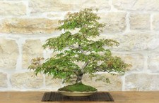 Bonsai di Acero Palmato