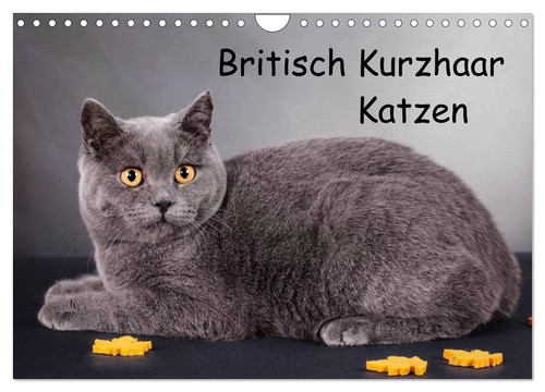 Britisch kurzhaar katzen - kurzhaar,