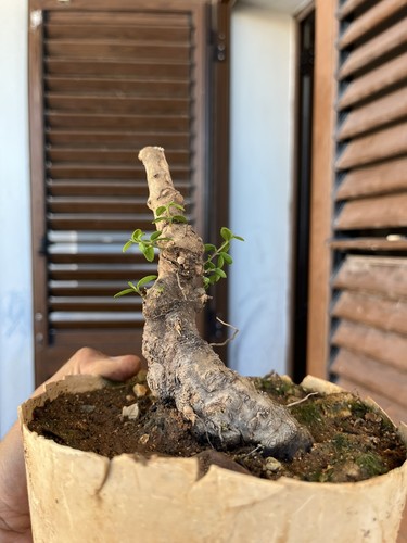 Bonsai phillirea mame - ,