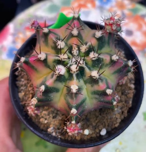 Gymnocalycium mihanovichi