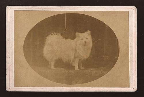Fotografia cdv carte visite - carte, de