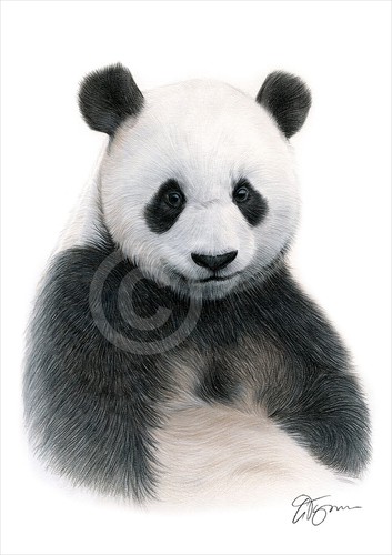 Gigante panda disegno matita - disegno,
