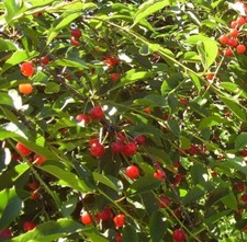 Alberi da frutto Amarene