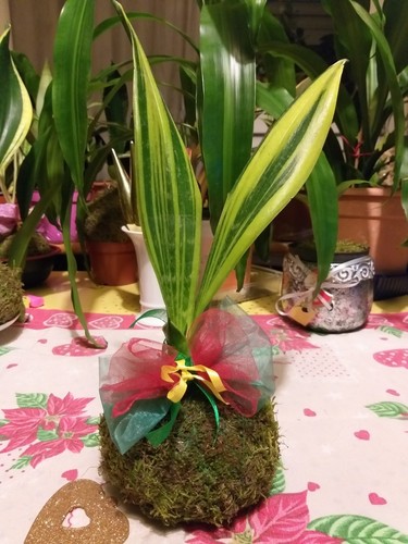 Sanseveria rara golden flame - golden,