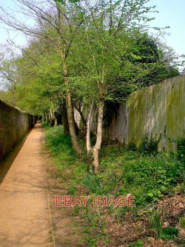 Photo young elm trees - photo,