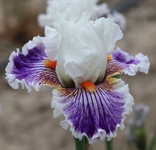 Iris happy thomas - happy', (thomas
