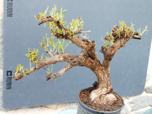 Pre bonsai melograno - pre-bonsai, di