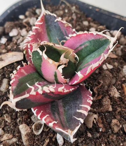 Agave titanota 金刚红狮