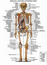 ANATOMIA SCHELETRICA poster