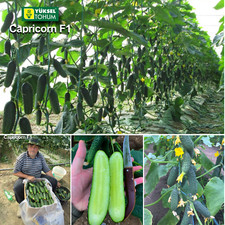 Semi di cetriolo Capricorno F1 semi di cetriolo semi Семена огурцов Каприкорн F1