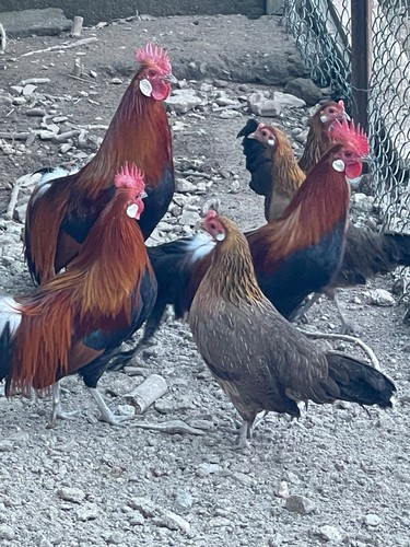 Uova fertili phoenix - uova, di