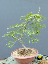 Bonsai carpino bianco 45x30cm - bianco,