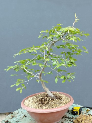 Bonsai carpino bianco 45x30cm - carpino,