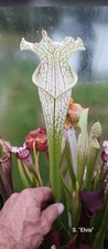Sarracenia "Elvis"