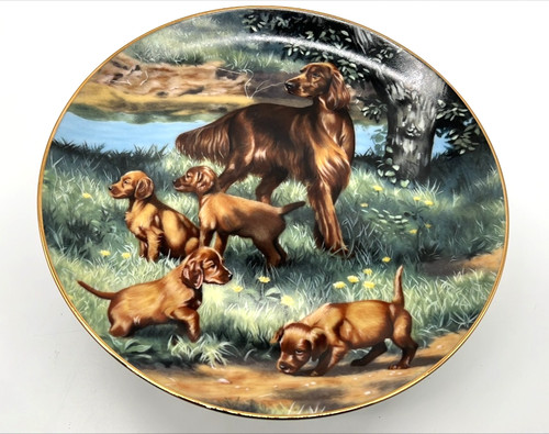 Irish setters piatto - piatto, classico