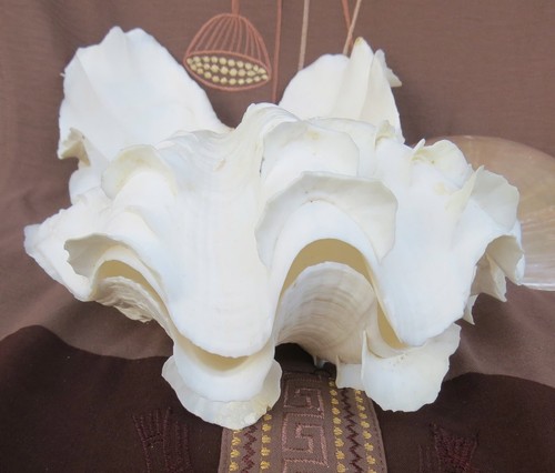 Conchiglie vongole naturali - conchiglie,
