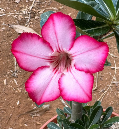 Adenium obesum apocynaceae - obesum,
