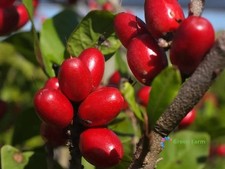 Semi synsepalum dulcificum - 30,