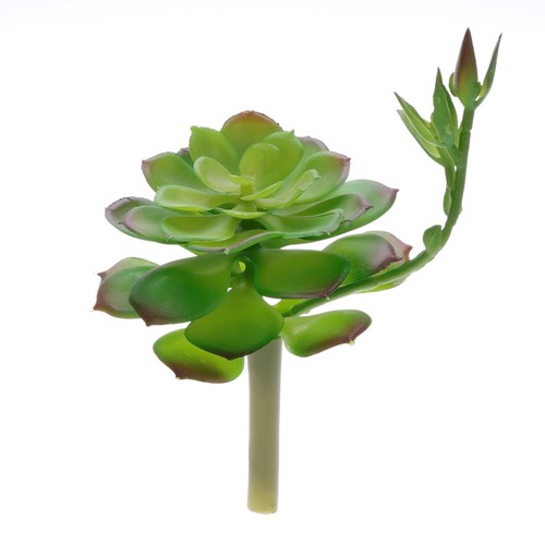 Pianta grassa finta - ,