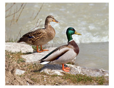 Cigno muto - Stampa