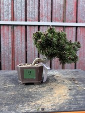Bonsai pino nero - Pinus