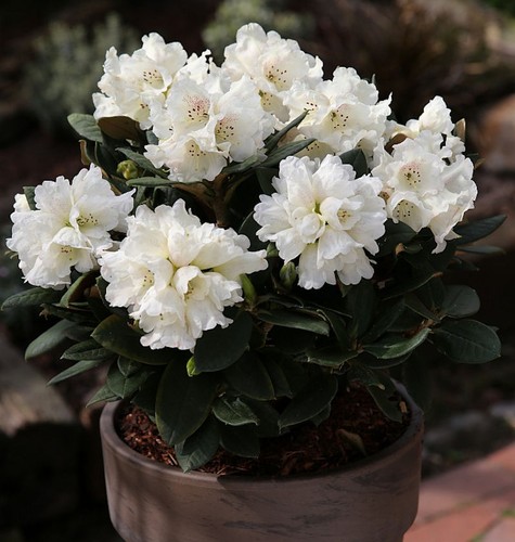 Rododendro fiore grande ad - a,