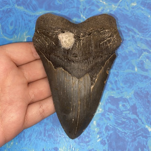 Megalodonte dente squalo - megalodonte, di