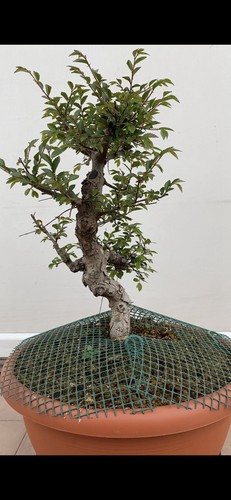 Olmo pre bonsai - olmo,