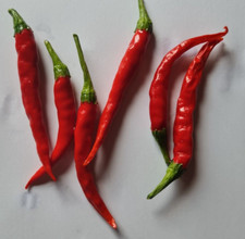 20 semi di Peperoncino Lago