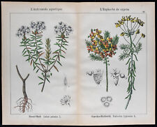 1875 - Incisione - Andromeda