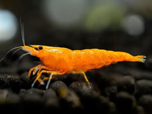 Lotto neocaridine caridina - neocaridine,