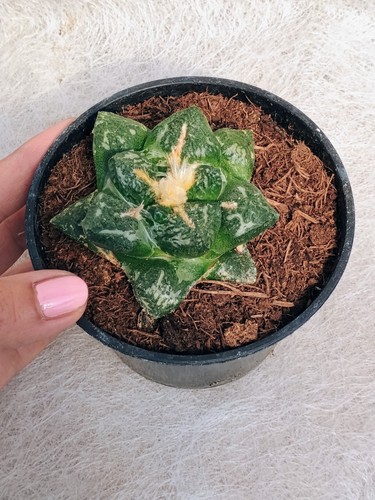 Ariocarpus sur tus vaso - ,