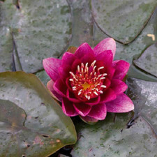 Pianta rizoma nymphea rustica rossa Ninfea Burgundy Princess 