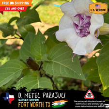 Exotic Heirloom Datura