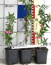 Rosa banksiae Alba Plena - rara rosa bianca Rambler