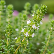 Timo Limone – 30 Semi – Profumo Limonato Intenso, Foglie Usate Cucina, Infusi.