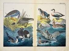Anatre oche uccellini