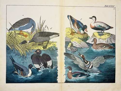 Anatre oche uccellini