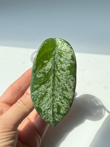 Spruzzo argento hoya - spruzzo,