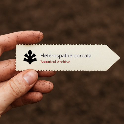 Heterospathe porcata seeds - seeds,
